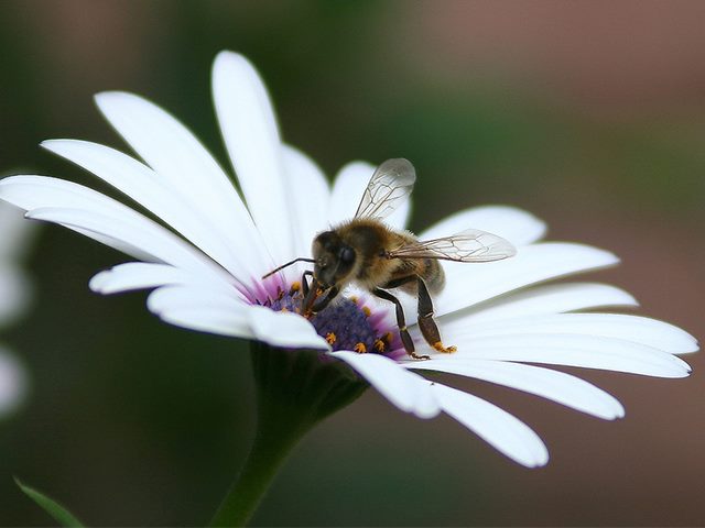 Bee in a white flower. 