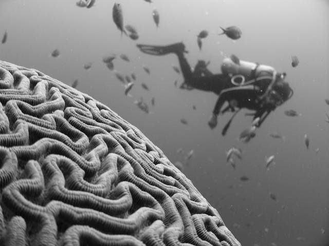 scuba diver swimming near brain coral