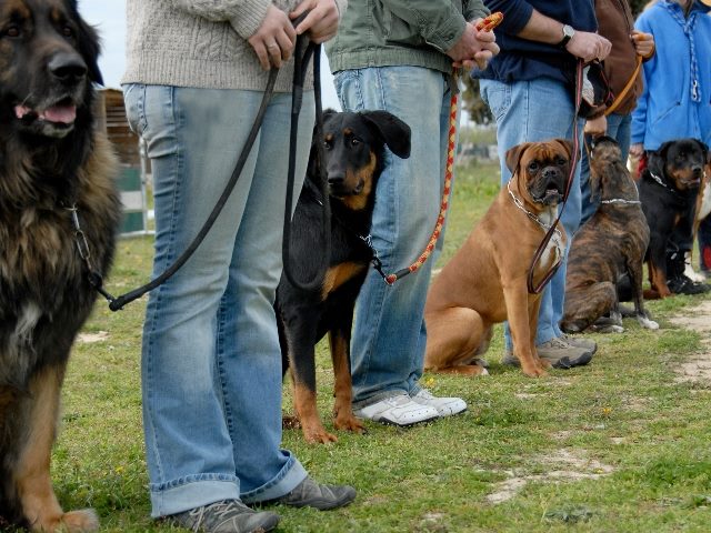  5 dogs sitting next to trainers. You can only see trainers' legs. 