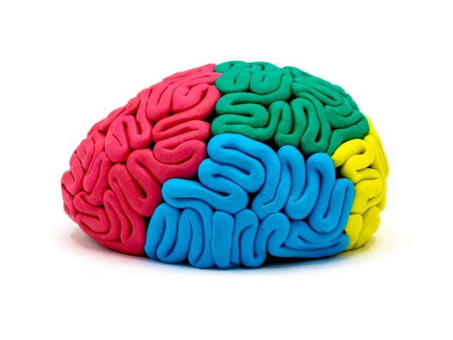 Clay model of human brain anatomy on white background