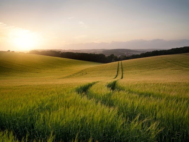 Summer landscape image of wheat field at sunset.
