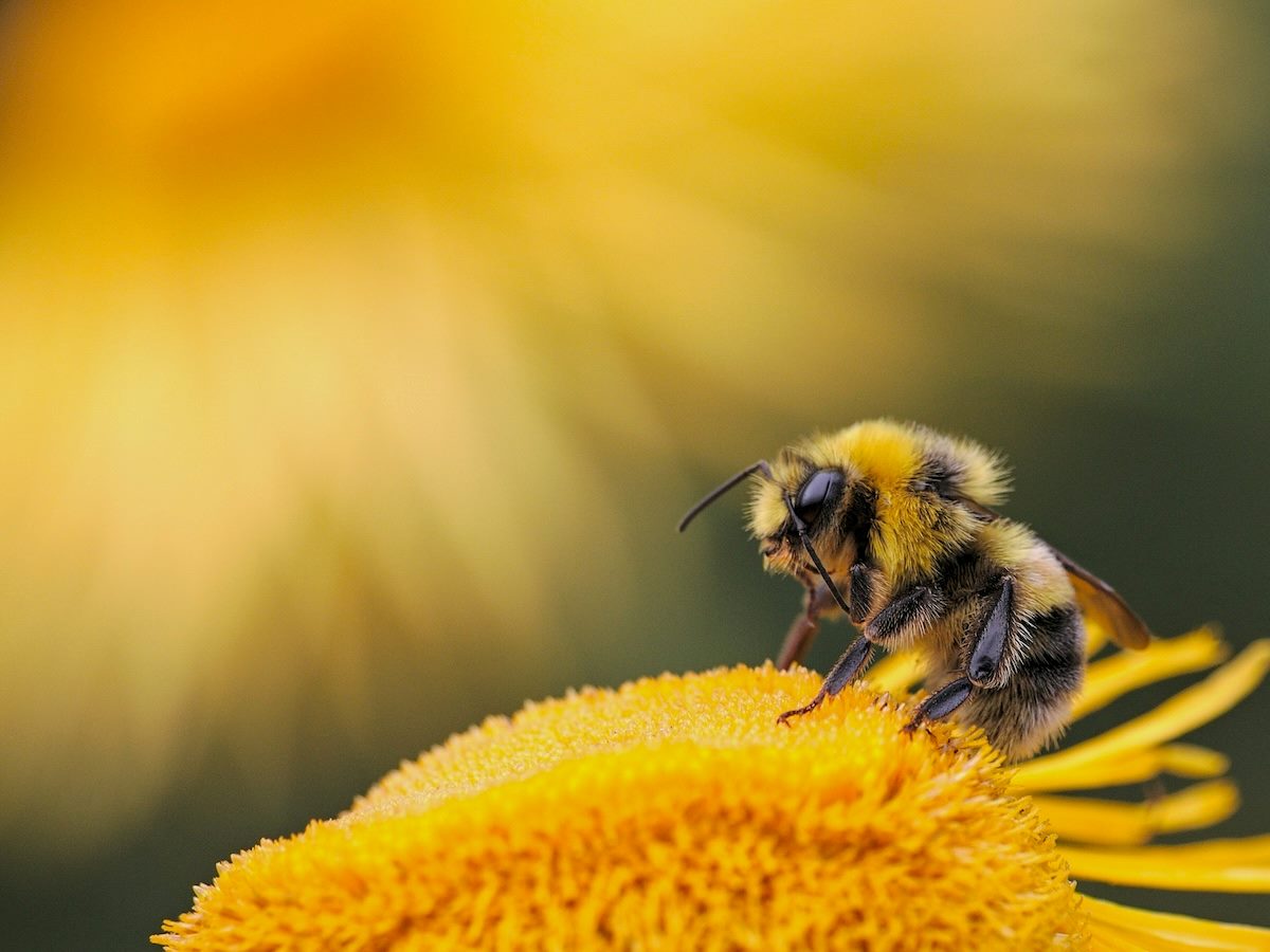 bee on a sunflower