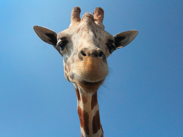 image of a giraffe head and part of neck against a blue sky