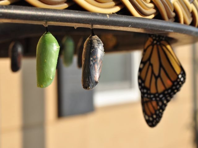 One green butterfly chrysalis next to clear one nearly ready to emerge next to a butterfly that has just emerged with more blurred chrysalises in the background. 