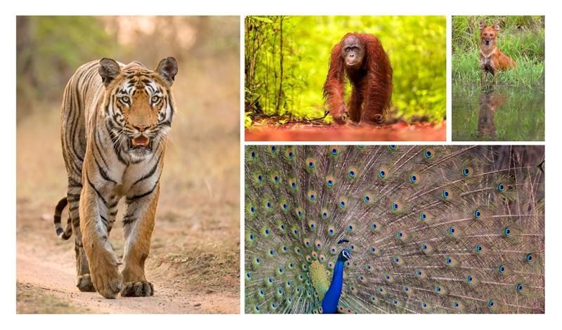 wildlife photos