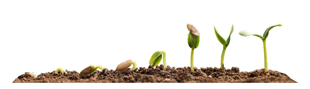 The various stages of a growing seedling in soil on white background suggesting the evolving role of the CMO.