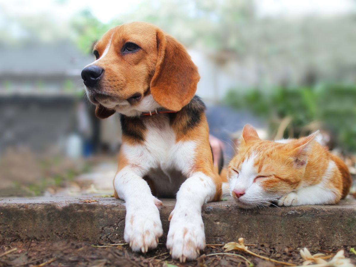 A brown, black and white beagle lies beside an orange-and-white cat resting peacefully outdoors on a concrete surface, with a softly blurred garden background behind them.