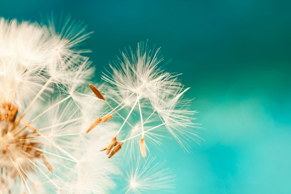 The image shows a close-up of a dandelion seed head, with several seeds being dispersed into the air. The background is a soft, turquoise blue, creating a tranquil and light aesthetic. The focus on the seeds captures their delicate structure and the moment of flight, emphasized by the bright, sunlit highlights on each filament in piece about WWDC 2024 feature release.