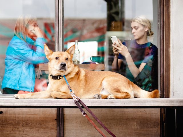 a dog waiting outside as woman sits on her phone
