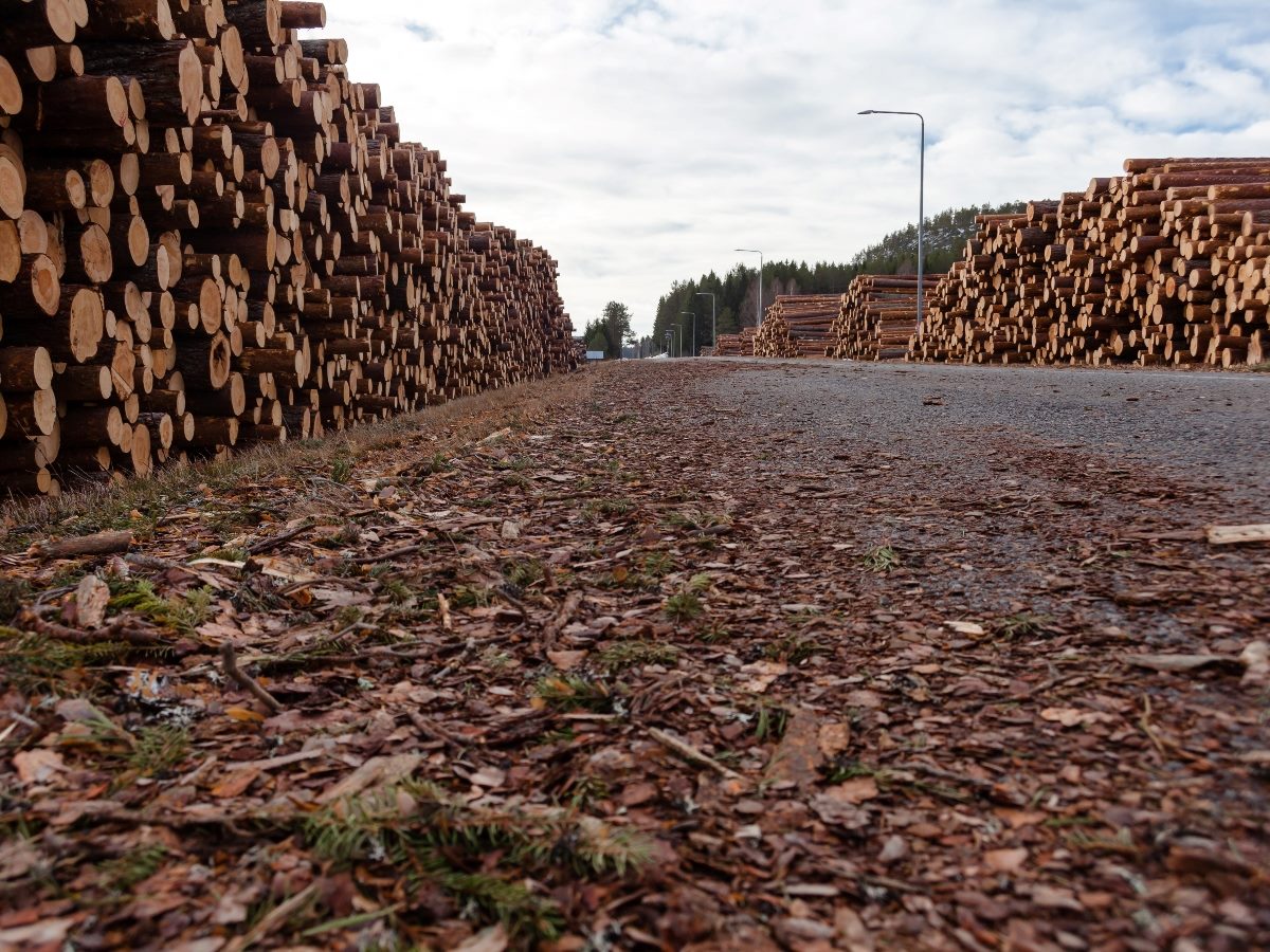 Low-angle view of large stacks of cut timber logs lining both sides of an industrial roadway, with wood chips scattered in the foreground and trees and cloudy sky visible in the distance.