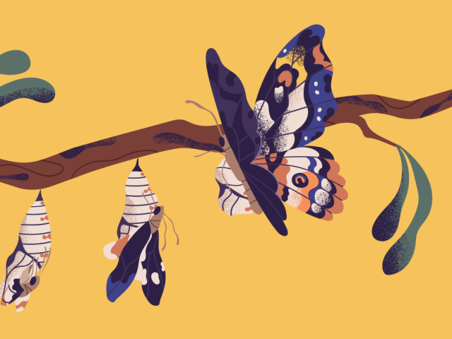 an emerging butterfly and butterfly on a yell background