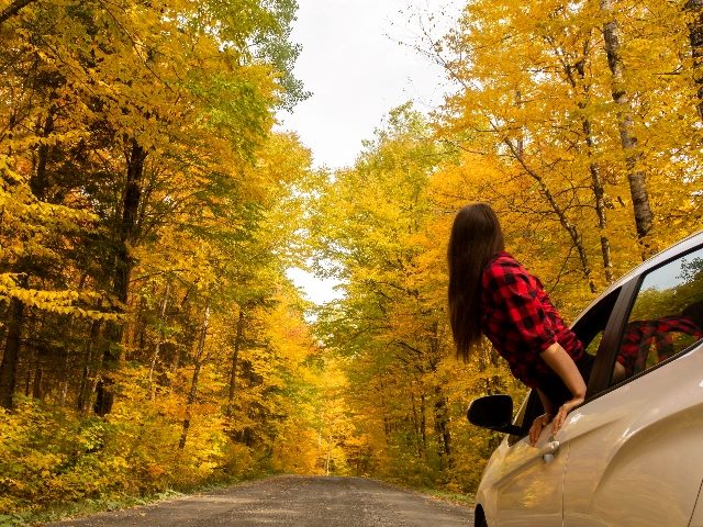  Young woman hanging out of a car window and looking at the road ahead, with autumnal trees in the background. 