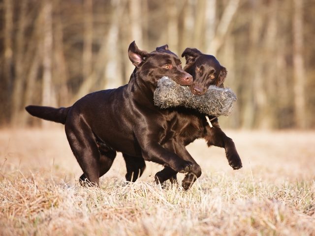 two brown dogs biting a toy together running through grass. 