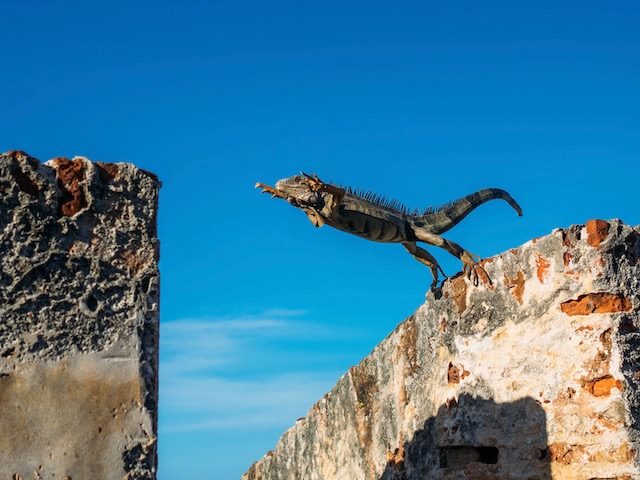 lizard jumping from one rock to the next