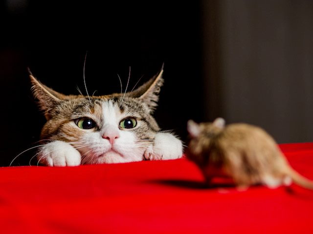 cat and mouse staring at each other