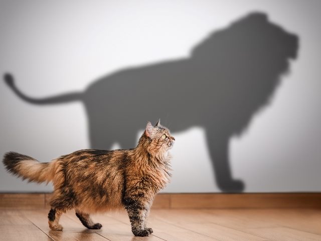A long-haired brown and black house cat walks across a floor with the shadow of a lion on a wall behind the cat, suggesting the transformative power of AI in customer experience. 