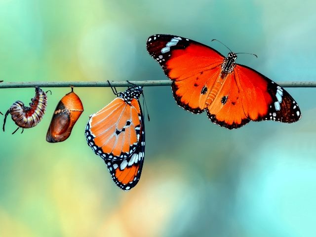 A black, whte and orange Monarch Butterfly is shown in the various stages of  pupae and cocoons and full butterfly all of which  are suspended on a line, suggesting the importance of digital transformation in customer experience. 