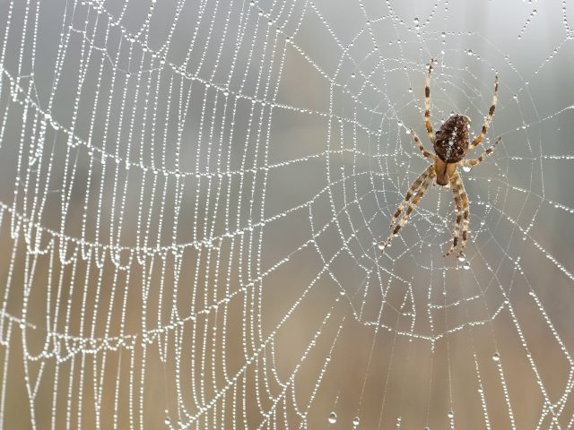 A spider is shown attached to its web. 