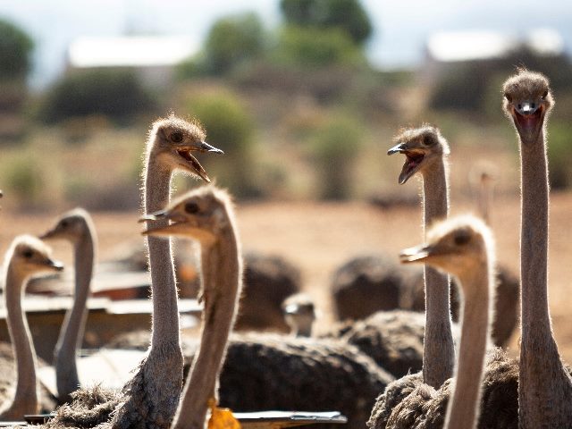 Ostriches on a farm making lots of noise near Oudtshoorn, South Africa.