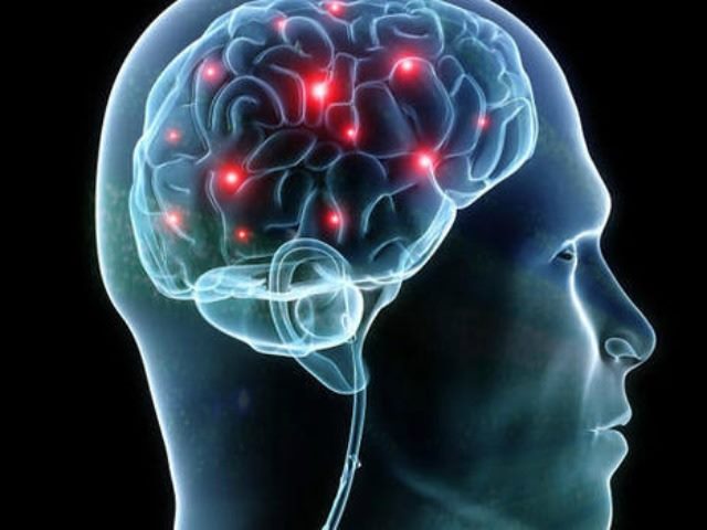 the Brain