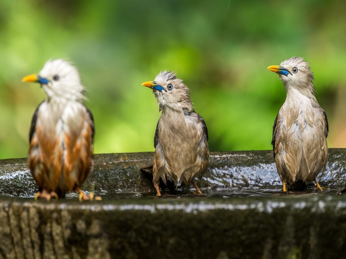Three birds sitting in a bird bath