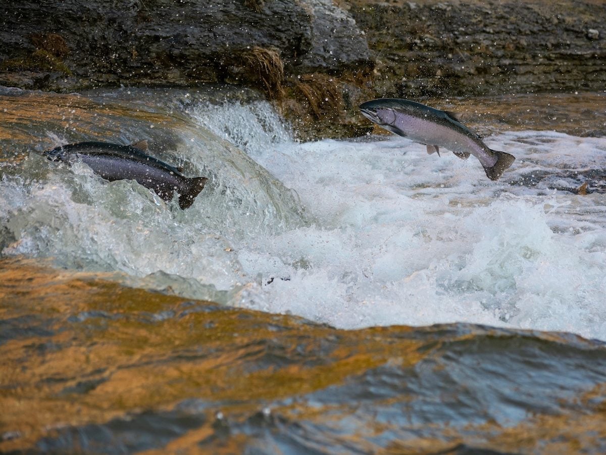 fish swimming upstream, jumping out of the water