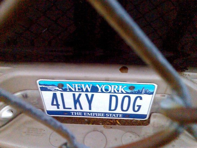 New York state license plate that says, "4LKY DOG"