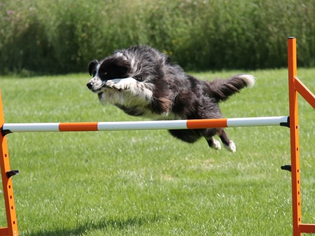 A white black and brown collie dog leaping over an orange and white obstacle race fence.