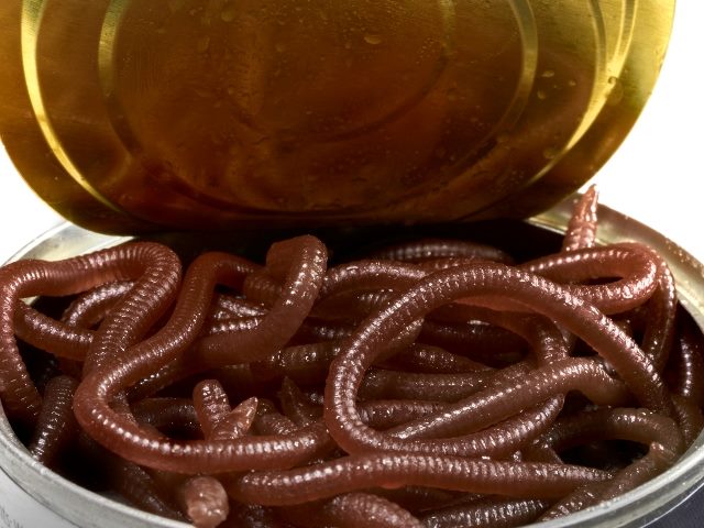 A tin can with the top opened and filled with earth worms swirling inside.