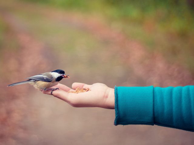 bird feeding out of a person's hand, suggesting trust and care