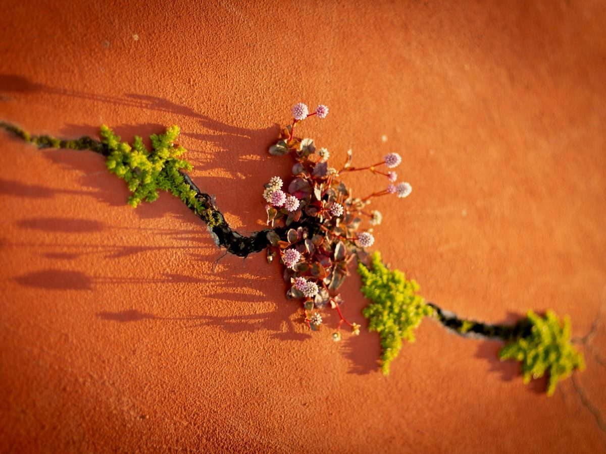 crack in a wall with flowers growing out of it