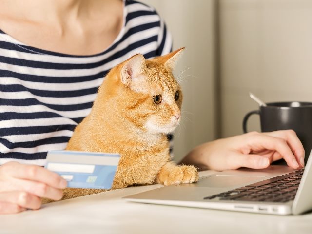 Woman holds a credit card and is shopping online with a cat looking at the laptop as well. 