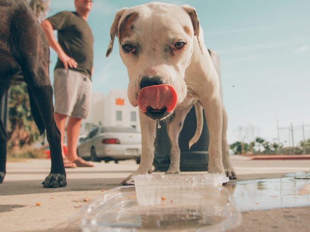 pup drinking water