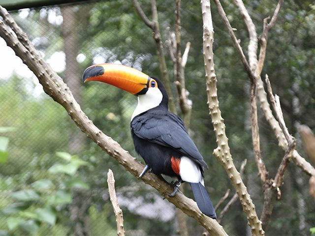 Brightly-colored toucan bird on a tree branch. 