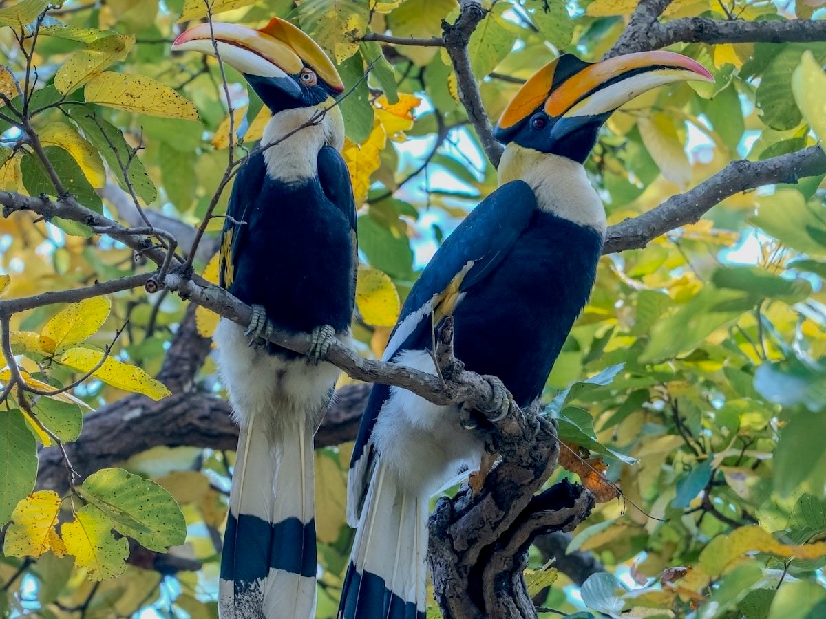 two hornbills, studiously ignoring each other