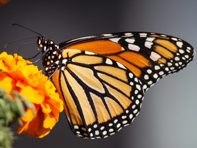 A butterfly on a flower.