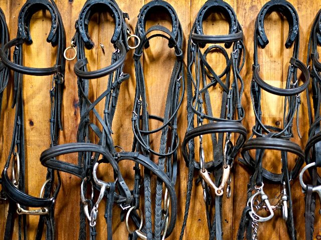 Seven leather and metal horse harnesses hang on a barn wall, suggesting the power of AI for marketers if they harness it's power,