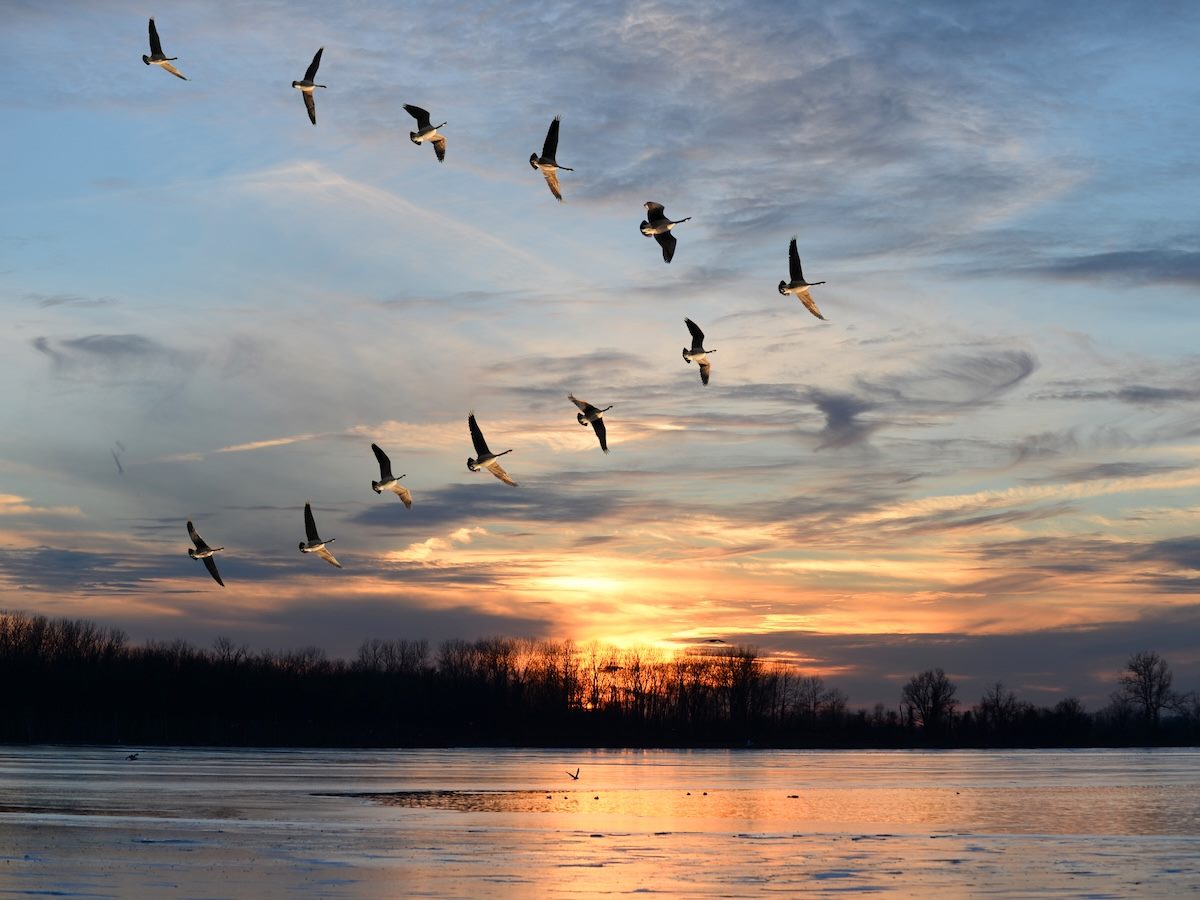 A flock of birds in a V formation