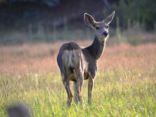 A deer looking behind.