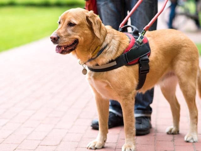 A brown guide dog wearing a guide-dog harness works with the legs of a man wearing jeans and blurred grass in the background. 