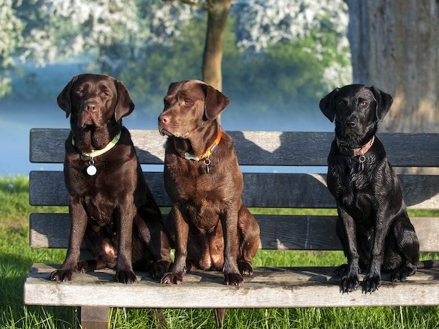 Three dogs sitting on a park bench