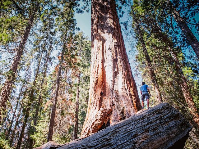 A person stands among tall trees in a forest.