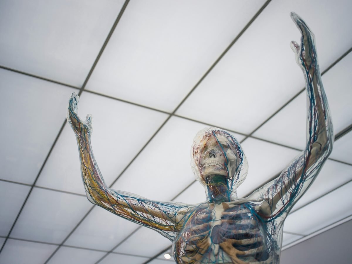 clear anatomical body in a classroom setting with nerves, veins, bones visible. the body has its arms lifted over its head, photograph is taken from below