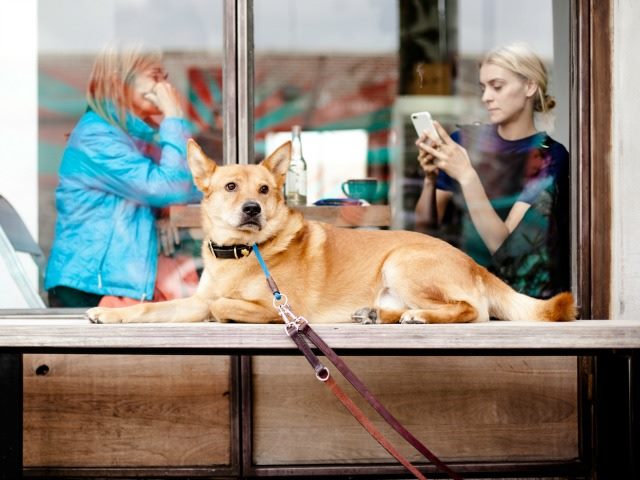 dog in a restaurant window as two women text