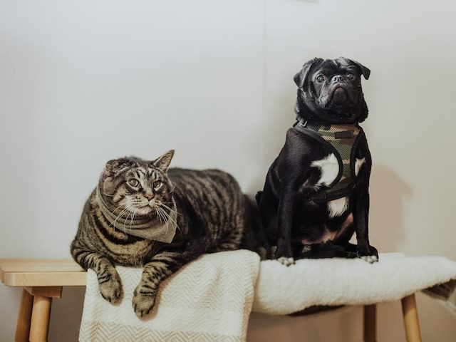 large cat and pug sitting in peace