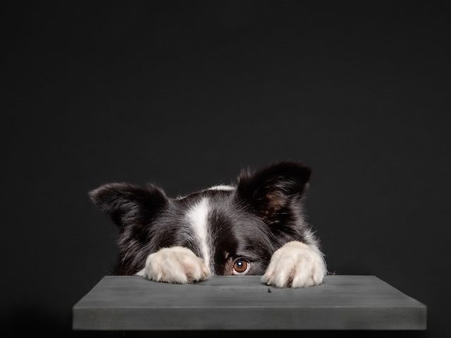 Scared dog hiding