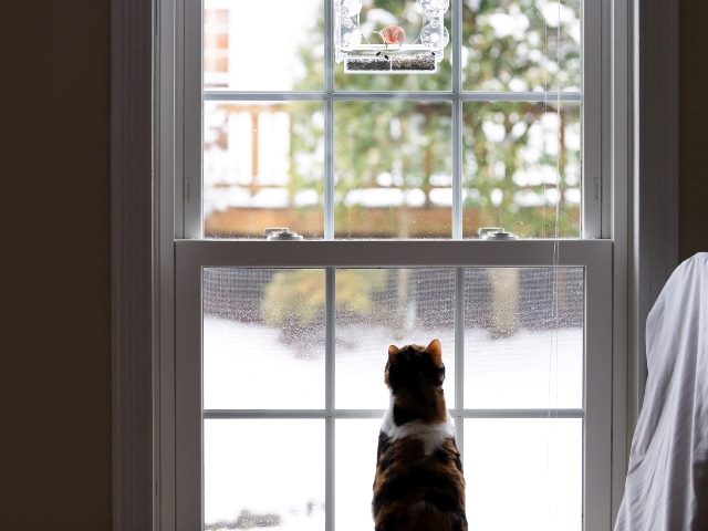 A calico cat sits with its back toward the viewer in front of a paned window, two birds overhead in a bird feeder, and a white cloth is visible hanging down on the right. 