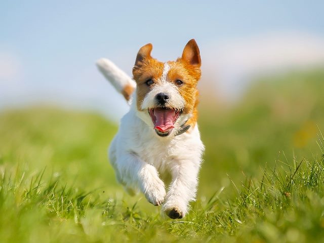 Jack Russell Terrier dog running through field. 