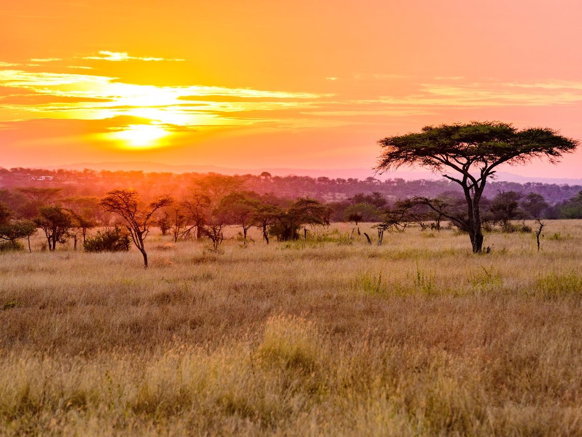 Sunset in savannah of Africa with acacia trees, Safari in Serengeti of Tanzania.