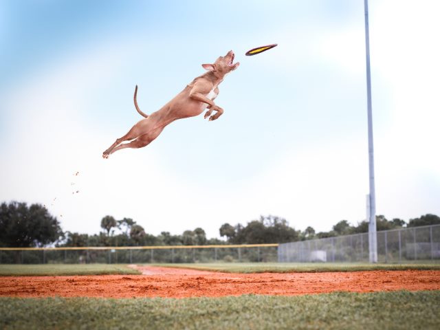 brown short coat dog jumping over a green grass field to catch a disc